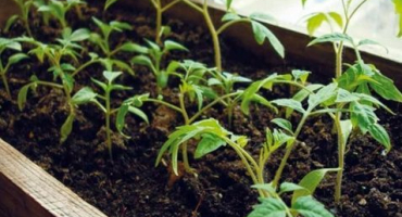 Kdy zasadit rajčata pro sazenice na ukrajině v roce 202